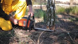 Best Tree Health Inspection  in Marrero, LA